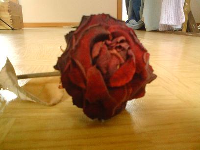 rose.jpg